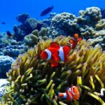 Okinawa: Scuba Diving Tour with Wagyu Lunch and English guide - The Sum Up