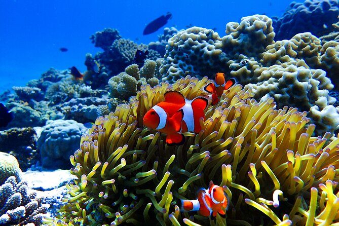Okinawa: Scuba Diving Tour with Wagyu Lunch and English guide - The Sum Up