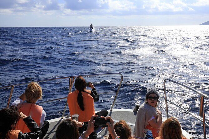 Okinawa Whale Watching From Naha - The Value and Practical Considerations