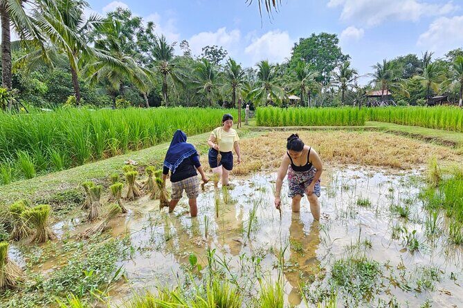 Old Phuket Farm Ticket - Countryside Local Life Culture - The Experience from a Traveler’s Perspective