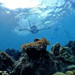 OnBird - PRIVATE ADVENTURE SNORKELING - explore Half-moon reef & Coral Mountain - What Makes This Tour Stand Out?