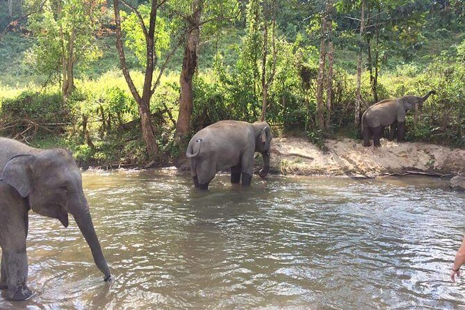 One day Elephants in Nature Experience & Grand Canyon Jumping - The Sum Up