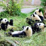 One Day Giant Panda Leisure Private Tour in Chengdu - Tasting Sichuan: Lunch and Local Flavors