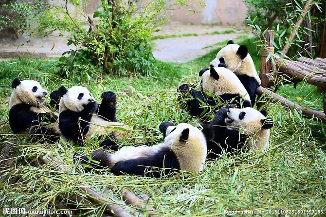 One Day Giant Panda Leisure Private Tour in Chengdu - Tasting Sichuan: Lunch and Local Flavors
