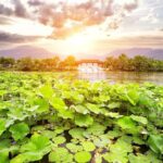 One-Day Hangzhou Dragon Well Tea Culture & West Lake Private Tour - Start at Meijiawu Tea Village: Tea Picking and Ceremony