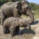 One Day Hiking and Elephant experience by Chiang Mai Elephant Home - An In-Depth Look at the Experience
