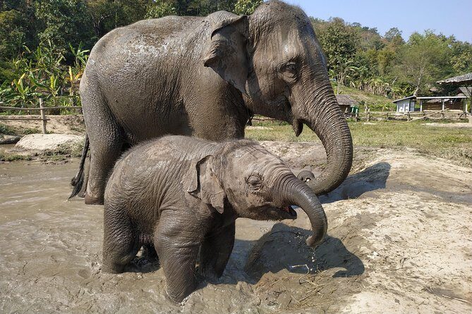 One Day Hiking and Elephant experience by Chiang Mai Elephant Home - An In-Depth Look at the Experience