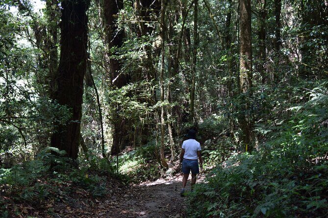 One Day Inthanon National Park (Private Tour) - Who Would Love This Tour?