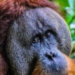 ONE DAY JUNGLE TREKKING 6-7 hours (see orang utan) + RAFTING in BUKIT LAWANG - What’s Included and What to Consider