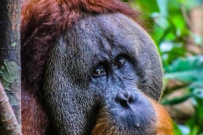 ONE DAY JUNGLE TREKKING 6-7 hours (see orang utan) + RAFTING in BUKIT LAWANG - What’s Included and What to Consider