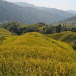 One Day Private Longji Rice Terraces with Minority village tour - Insights from Reviewers