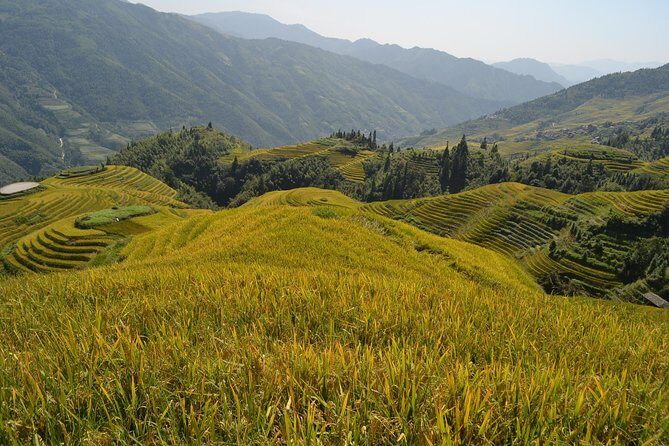 One Day Private Longji Rice Terraces with Minority village tour - Insights from Reviewers