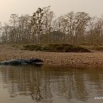 One Day Tour inside Chitwan National Park - Who Is This Tour Perfect For?