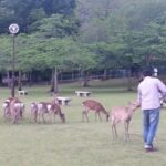 One-Day Walking Tour of Amazing 8th Century Capital Nara - The Experience of the Guides