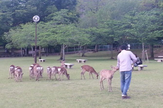 One-Day Walking Tour of Amazing 8th Century Capital Nara - The Experience of the Guides