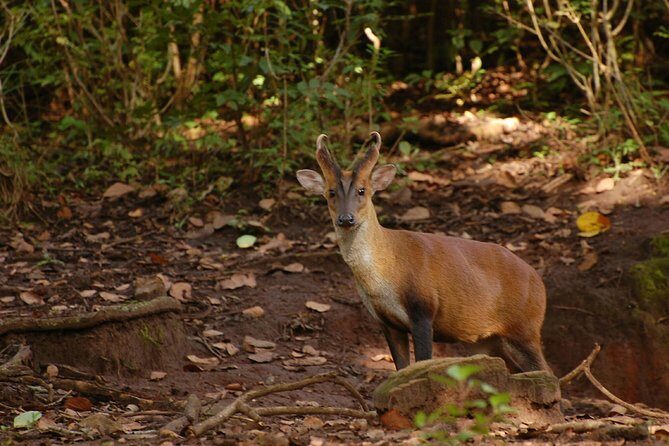 Ooty - Day Trip to Bellikkal Estate - Final Thoughts