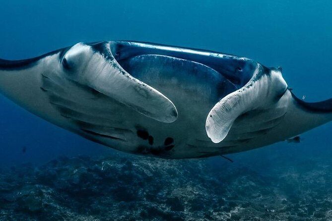 Open Water + Advanced Course - Premium Certifications Package in Nusa Lembongan - The Experience Breakdown