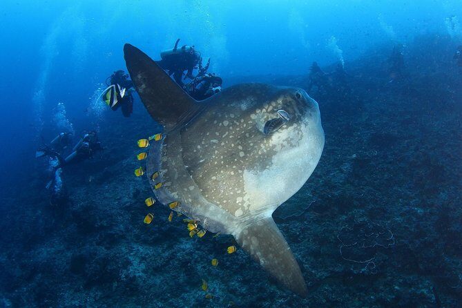 Open Water Course in Nusa Lembongan - Get Certified on remote island (next Bali) - The Dive Center: Facilities and Expertise