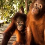 Orang Utan Island and Perak Tong Cave Temple Day Tour from Kuala Lumpur - Practical Insights & Considerations