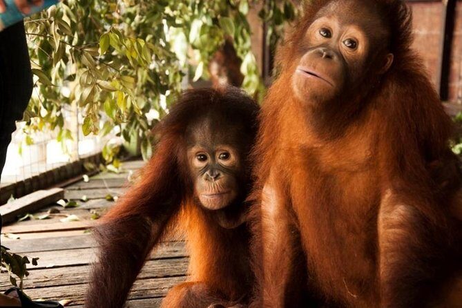 Orang Utan Island and Perak Tong Cave Temple Day Tour from Kuala Lumpur - Practical Insights & Considerations