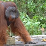 Orangutan Houseboat Kelotok Tanjung Puting 3 Days Share Cost - Whats Included and Whats Not?