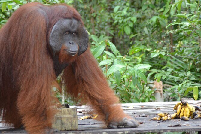Orangutan Houseboat Kelotok Tanjung Puting 3 Days Share Cost - Whats Included and Whats Not?
