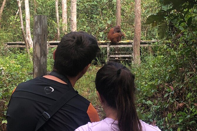 Orangutan Tanjung Puting Honeymoon CoupleTour - Who Would Love This Tour?