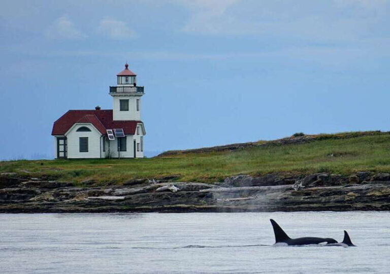 Orcas Island: Whale and Orca Guided Speedboat Tour - Why This Tour Stands Out