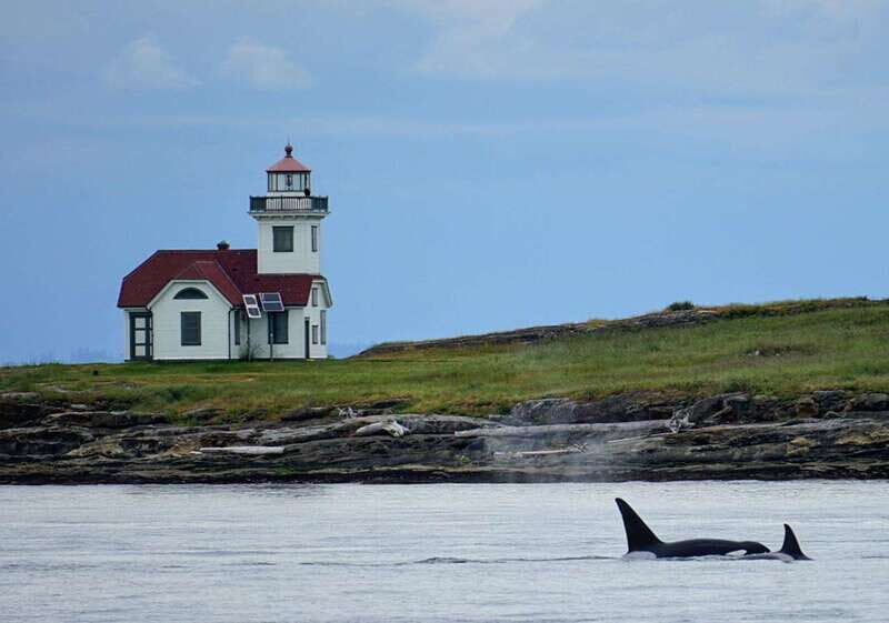 Orcas Island: Whale and Orca Guided Speedboat Tour - Why This Tour Stands Out