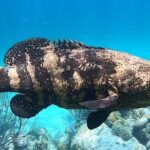 Original Snorkel and Sandbar Combo in Islamorada - A Deep Dive into the Experience
