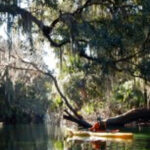 Orlando: Kayaking Tour with Manatee Encounter - The Sum Up