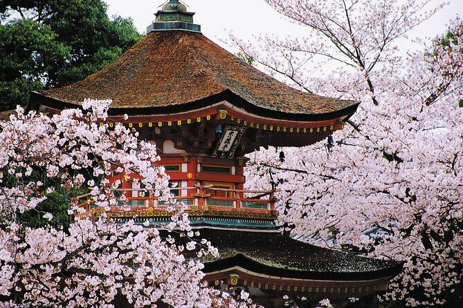 Osaka and Kansai Private Customized Day Tour - Who Is This Tour Best For?