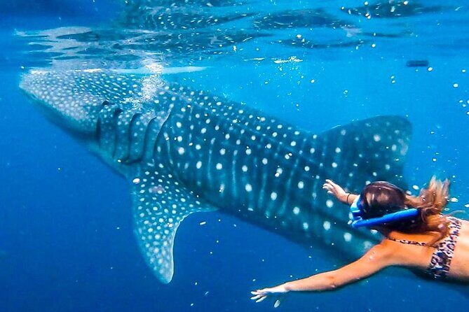 Oslob Whale Shark Encounter, Moalboal Turtles & Monkey Sanctuary - FAQs