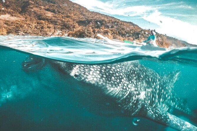 Oslob Whale Shark Group Tour with Sumilon Island & Tumalog Falls - What You Should Know Before Booking