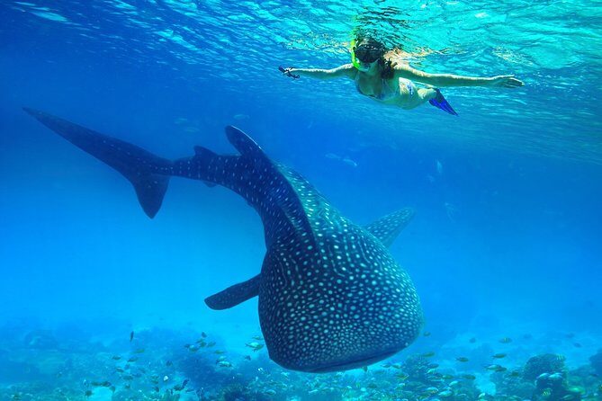 Oslob Whale Shark Snorkeling & Kawasan Canyoning Tour - What Makes This Tour Stand Out?