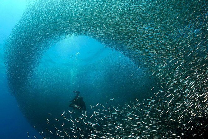 Oslob Whale Shark Snorkeling & Pescador & Sardine Run & Turtle - Why This Tour Is Ideal