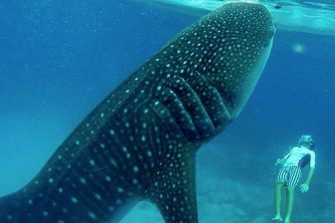 Oslob Whale Shark watching + Canyoneering Adventure Tour - Authentic Insights from Reviewers