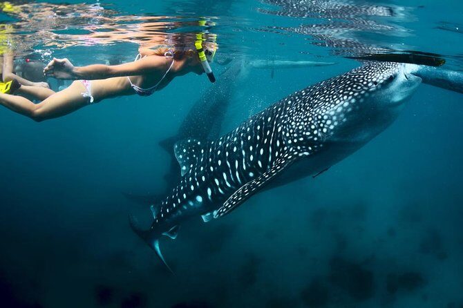 Oslob Whale Shark Watching - Value for Money and Practical Tips