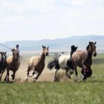 Overnight Semi-Gobi Tour with Nomadic HomeStay - What’s Included and What’s Not