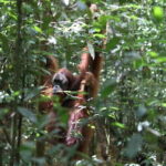 Overnight Trekking Adventure in Ketambe - Practical Details & Considerations