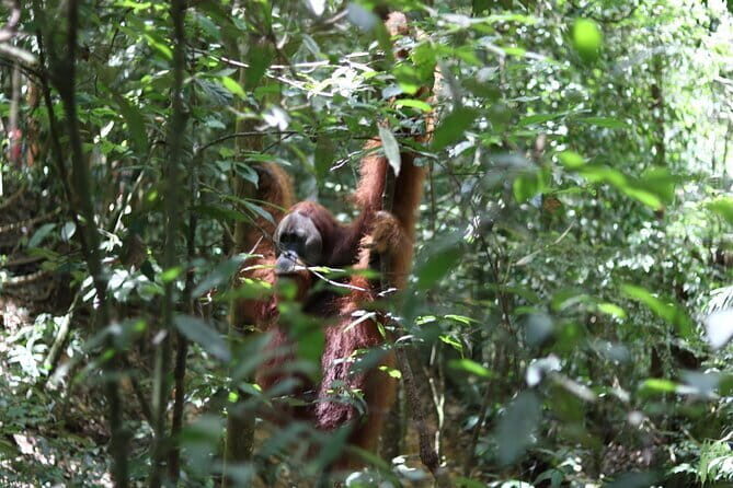 Overnight Trekking Adventure in Ketambe - Practical Details & Considerations