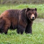 Pack Creek Bear Viewing - An In-Depth Look at the Experience