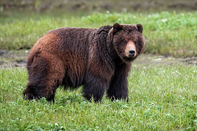 Pack Creek Bear Viewing - An In-Depth Look at the Experience