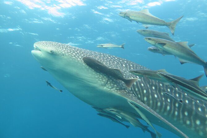 PADI Advanced Open Water Diver course Two days one night included accommodation - The Value of This Course