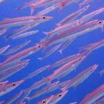 PADI Discover Scuba Diving for Beginners (Non Certified Divers) - The Practicalities
