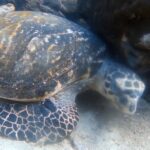 Padi open water diver course (Start at Ko Kut) - Value of the Package