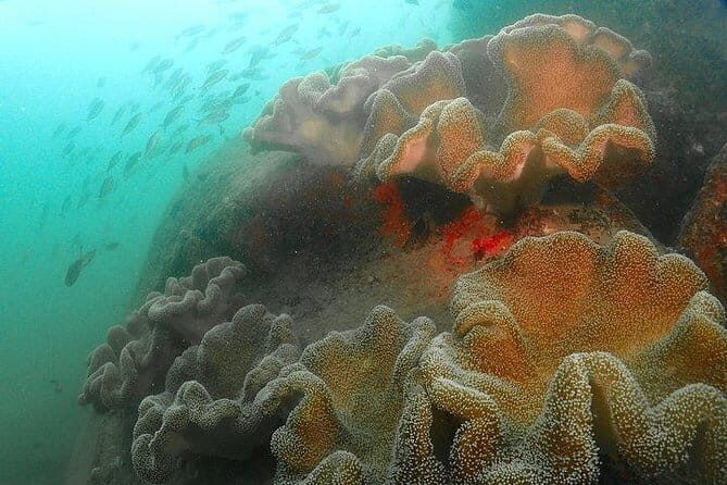 PADI Rescue Diver - The Learning Experience