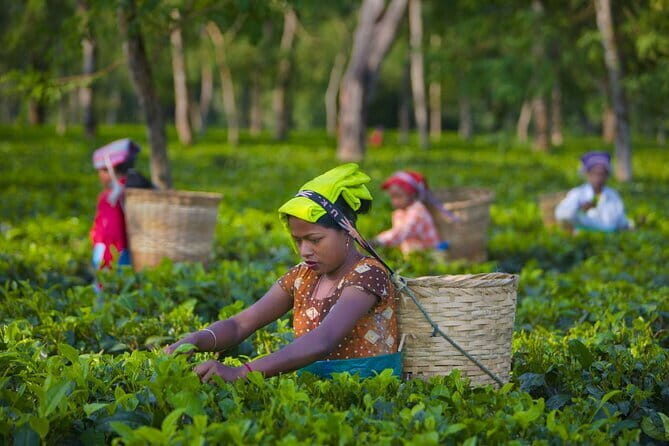 Palampur's Guided Day Tour: Discover the Tea Capital. - What Travelers Are Saying