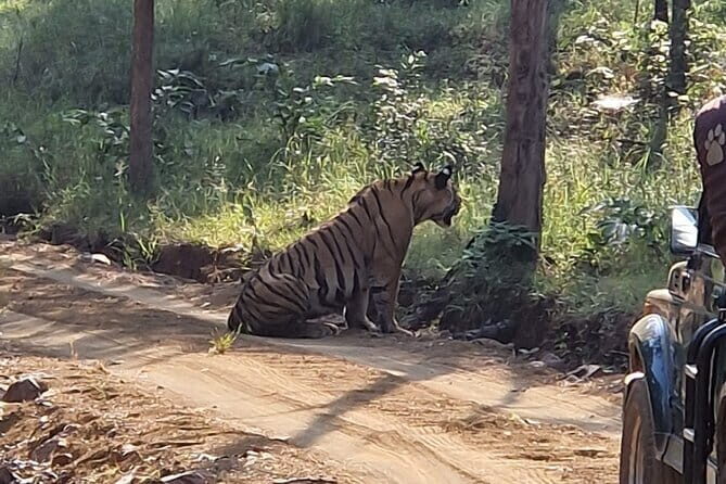 Panna National Park and Tiger Reserve Jeep Safari from Khajuraho - Final Thoughts: Is This Tour Worth It?