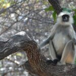 Panna Tiger Reserve Tour from Khajuraho - The Itinerary: What’s Included and What to Expect